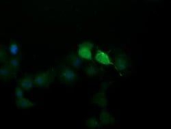 SESTD1 Mouse anti-Canine, Human, Mouse, Clone: OTI7G4, lyophilized, TrueMAB