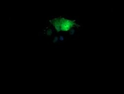 SESTD1 Monoclonal Antibody (OTI2E7), TrueMAB , OriGene 100 &mu;L; Unconjugated:Antibodies,