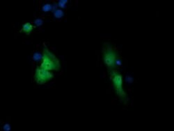 SESTD1 Monoclonal Antibody (OTI4B10), TrueMAB , OriGene 100 &mu;L; Unconjugated:Antibodies,