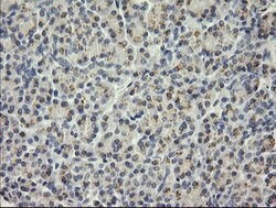 SESTD1 Mouse anti-Canine, Human, Mouse, Clone: OTI7G4, lyophilized, TrueMAB