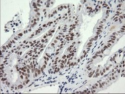 SESTD1 Monoclonal Antibody (OTI2E7), TrueMAB , OriGene 100 &mu;L; Unconjugated:Antibodies,