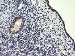 SESTD1 Monoclonal Antibody (OTI2E7), TrueMAB , OriGene 100 &mu;L; Unconjugated:Antibodies,