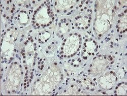 SESTD1 Monoclonal Antibody (OTI2E7), TrueMAB , OriGene 100 &mu;L; Unconjugated:Antibodies,