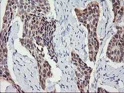 SESTD1 Monoclonal Antibody (OTI4B10), TrueMAB , OriGene 100 &mu;L; Unconjugated:Antibodies,