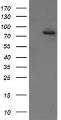 SESTD1 Mouse anti-Canine, Human, Mouse, Clone: OTI7G4, lyophilized, TrueMAB