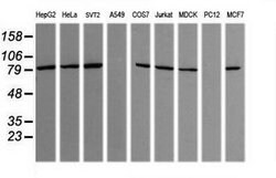 SESTD1 Mouse anti-Canine, Human, Mouse, Clone: OTI7G4, lyophilized, TrueMAB