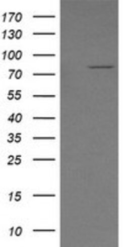 SESTD1 Mouse anti-Human, Mouse, Clone: OTI2E7, lyophilized, TrueMAB 100