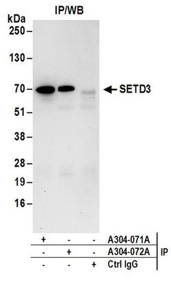 SETD3 Rabbit anti-Human, Polyclonal, Bethyl Laboratories 100 &mu;L; Unconjugated:Antibodies,