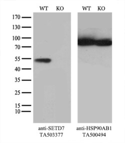 SETD7 Monoclonal Antibody (OTI2E3), TrueMAB , OriGene 30 &mu;L; Unconjugated:Antibodies,