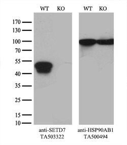 SETD7 Mouse anti-Canine, Human, Mouse, Rat, Clone: OTI2D10, lyophilized, TrueMAB 100 &mu;g | Buy Online | OriGene | Fisher Scientific