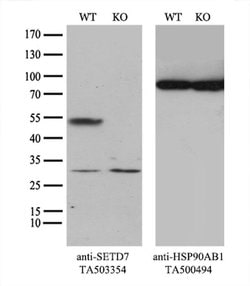 SETD7 Monoclonal Antibody (OTI5B11), TrueMAB , OriGene 100 &mu;L; Unconjugated:Antibodies,