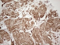 SETD8 Monoclonal Antibody (OTI3G9), TrueMAB , OriGene 100 &mu;L; Unconjugated:Antibodies,