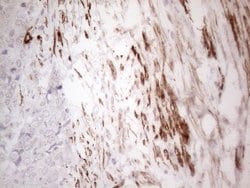 SETD8 Monoclonal Antibody (OTI3G9), TrueMAB , OriGene 100 &mu;L; Unconjugated:Antibodies,