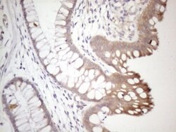 SETD8 Monoclonal Antibody (OTI2F5), TrueMAB , OriGene 100 &mu;L; Unconjugated:Antibodies,