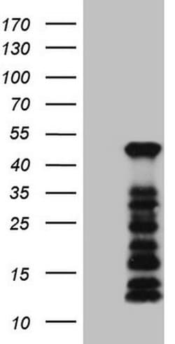 SETD8 Monoclonal Antibody (OTI2F5), TrueMAB , OriGene 100 &mu;L; Unconjugated:Antibodies,