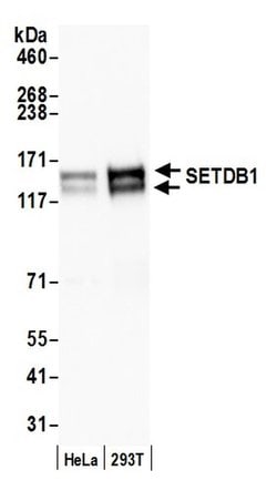 SETDB1 Rabbit anti-Human, Polyclonal, Bethyl Laboratories 20 &mu;L; Unconjugated:Antibodies,