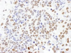 SF1 Rabbit anti-Human, Mouse, Polyclonal, Bethyl Laboratories 100 &mu;L;
