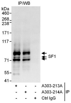 SF1 Rabbit anti-Human, Polyclonal, Bethyl Laboratories 100 &mu;L; Unconjugated:Antibodies,