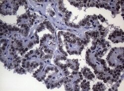 SF1 Mouse anti-Human, Clone: OTI7H9, lyophilized, TrueMAB 100 &mu;g; Unconjugated:Antibodies,