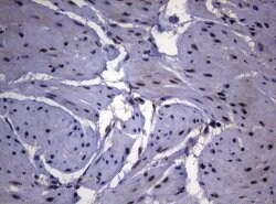 SF1 Mouse anti-Human, Clone: OTI7H9, lyophilized, TrueMAB 100 &mu;g; Unconjugated:Antibodies,