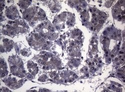 SF1 Mouse anti-Human, Clone: OTI7H9, lyophilized, TrueMAB 100 &mu;g; Unconjugated:Antibodies,