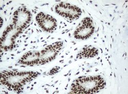 SF3A1 Mouse anti-Human, Clone: OTI2C4, lyophilized, TrueMAB 100 &mu;g;