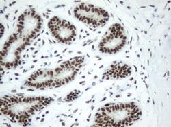 SF3A1 Monoclonal Antibody (OTI2C4), TrueMAB , OriGene 100 &mu;L; Unconjugated:Antibodies,