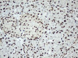 SF3A1 Mouse anti-Human, Clone: OTI2C4, lyophilized, TrueMAB 100 &mu;g;