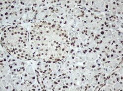 SF3A1 Monoclonal Antibody (OTI2C4), TrueMAB , OriGene:Antibodies:Primary