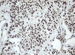 SF3A1 Mouse anti-Human, Clone: OTI2C4, lyophilized, TrueMAB 100 &mu;g;