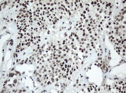 SF3A1 Monoclonal Antibody (OTI2C4), TrueMAB , OriGene 100 &mu;L; Unconjugated:Antibodies,
