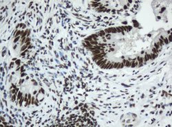 SF3A1 Mouse anti-Human, Clone: OTI2C4, lyophilized, TrueMAB 100 &mu;g;