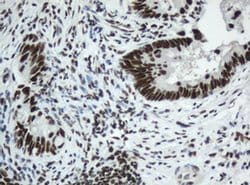 SF3A1 Monoclonal Antibody (OTI2C4), TrueMAB , OriGene 100 &mu;L; Unconjugated:Antibodies,