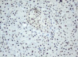 SF3A1 Mouse anti-Human, Clone: OTI4D8, lyophilized, TrueMAB 100 &mu;g;