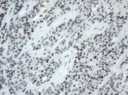 SF3A1 Mouse anti-Human, Clone: OTI4D8, lyophilized, TrueMAB 100 &mu;g;