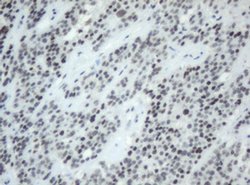 SF3A1 Monoclonal Antibody (OTI4D8), TrueMAB , OriGene:Antibodies:Primary