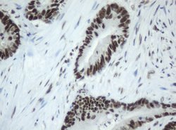 SF3A1 Mouse anti-Human, Clone: OTI4D8, lyophilized, TrueMAB 100 &mu;g;