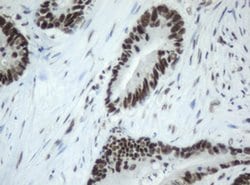 SF3A1 Monoclonal Antibody (OTI4D8), TrueMAB , OriGene 100 &mu;L; Unconjugated:Antibodies,