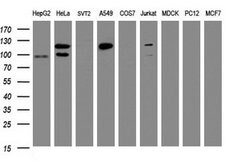 SF3A1 Mouse anti-Human, Clone: OTI2C4, lyophilized, TrueMAB 100 &mu;g;