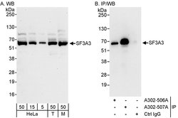 SF3A3 Rabbit anti-Human, Mouse, Polyclonal, Bethyl Laboratories 100 &mu;L;