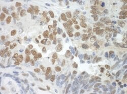 SF3A3 Polyclonal Antibody, Bethyl Laboratories 100 &mu;L; Unconjugated:Antibodies,