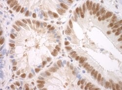 SF3A3 Polyclonal Antibody, Bethyl Laboratories:Antibodies:Primary Antibodies