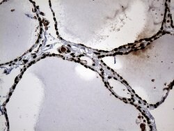 SF3B14 Monoclonal Antibody (OTI8A1), TrueMAB , OriGene 100 &mu;L; Unconjugated:Antibodies,