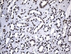 SF3B14 Monoclonal Antibody (OTI8A1), TrueMAB , OriGene 100 &mu;L; Unconjugated:Antibodies,