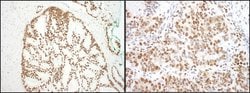 SF3B3 Rabbit anti-Human, Mouse, Polyclonal, Bethyl Laboratories 100 &mu;L;