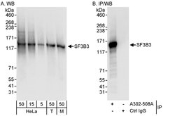 SF3B3 Rabbit anti-Human, Mouse, Polyclonal, Bethyl Laboratories 100 &mu;L;