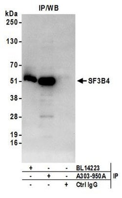 SF3B4 Rabbit anti-Human, Mouse, Polyclonal, Bethyl Laboratories 100 &mu;L;
