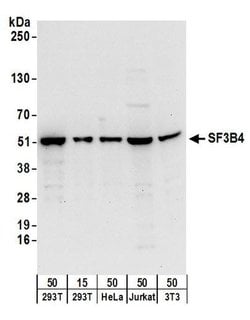 SF3B4 Rabbit anti-Human, Mouse, Polyclonal, Bethyl Laboratories 100 &mu;L;