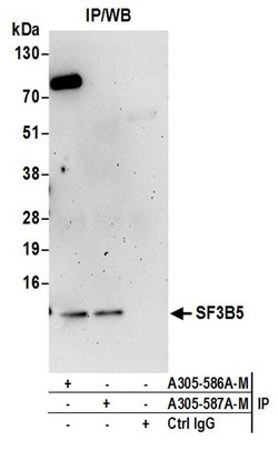 SF3B5 Polyclonal Antibody, Bethyl Laboratories 20 &mu;l; Unlabeled:Antibodies,