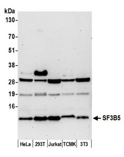 SF3B5 Polyclonal Antibody, Bethyl Laboratories 20 &mu;l; Unlabeled:Antibodies,